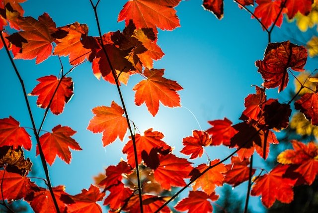 Autumn